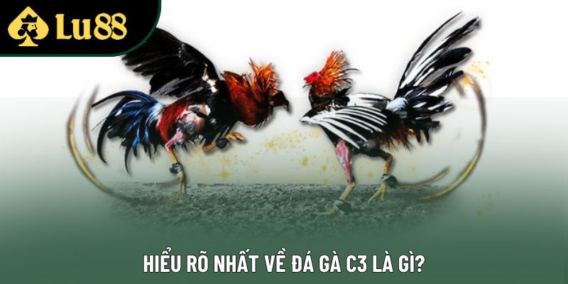 Hiểu rõ nhất về đá gà C3 là gì?