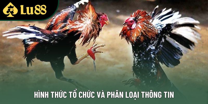 Hình thức tổ chức và phân loại thông tin