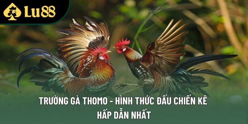Trường Gà Thomo - Hình Thức Đấu Chiến Kê Hấp Dẫn Nhất